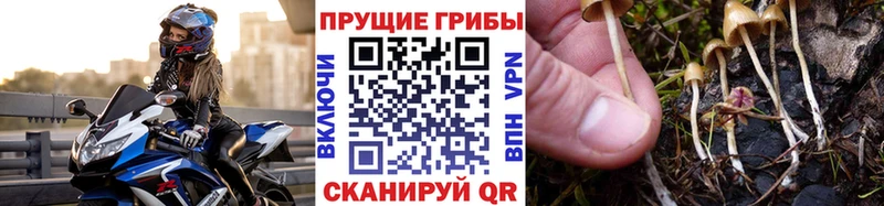 Псилоцибиновые грибы мицелий  где продают   Зверево 